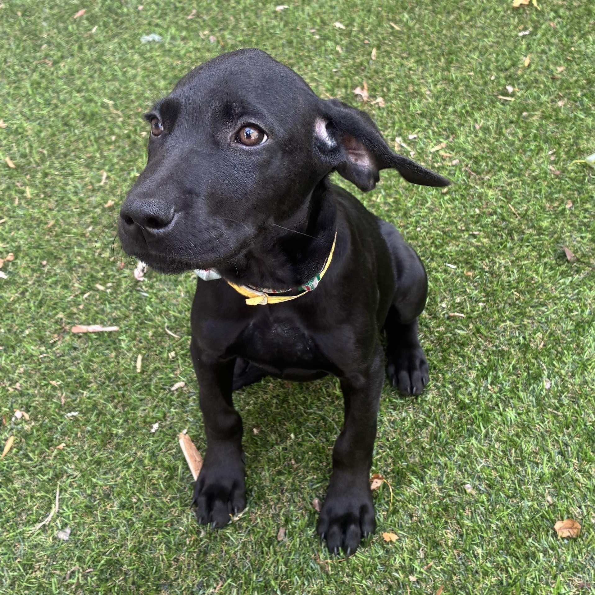 Enlarge Eleni, a ADOPTABLE mixed breed in Minneapolis, MN image 4/5