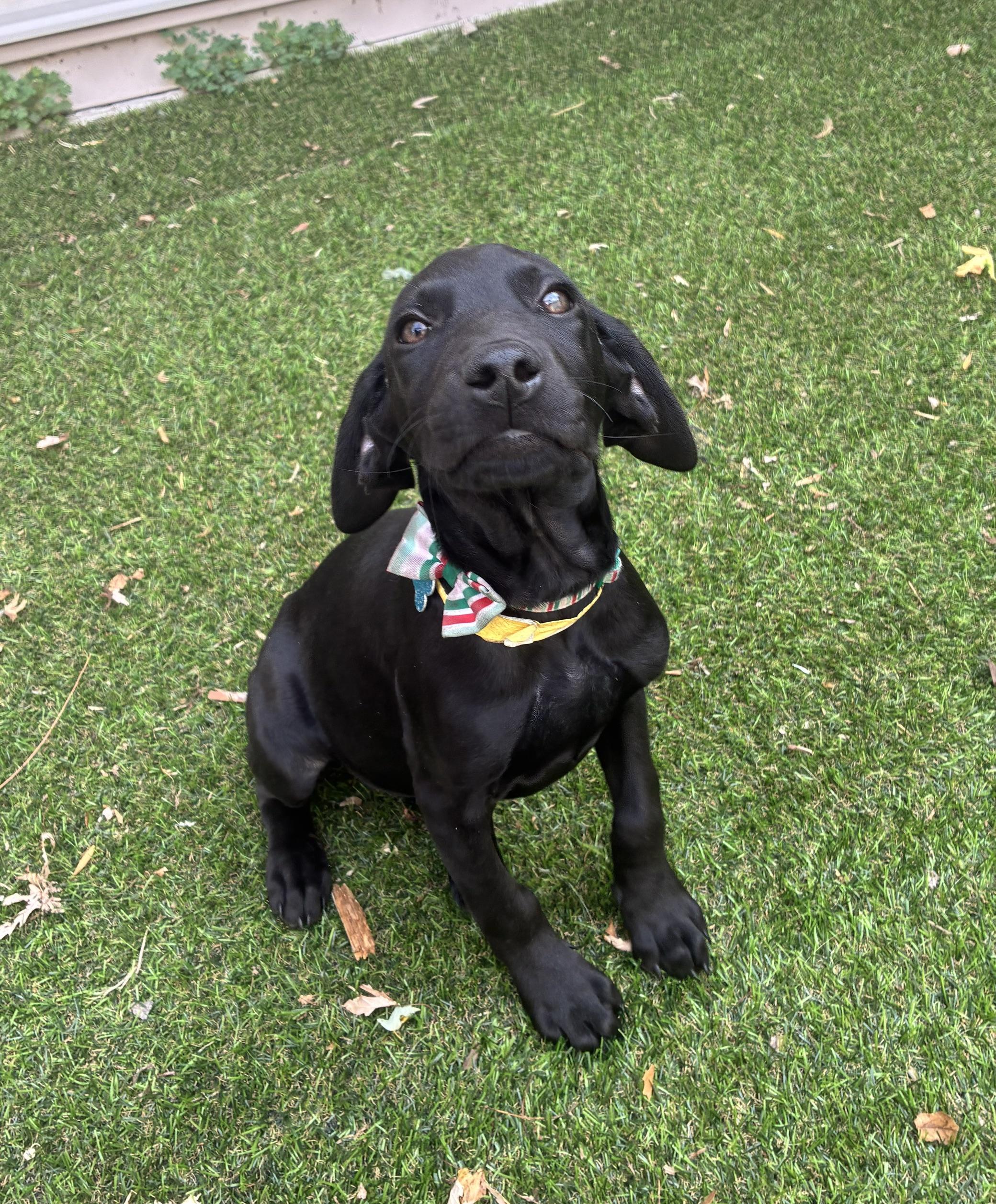 Enlarge Eleni, a ADOPTABLE mixed breed in Minneapolis, MN image 3/5