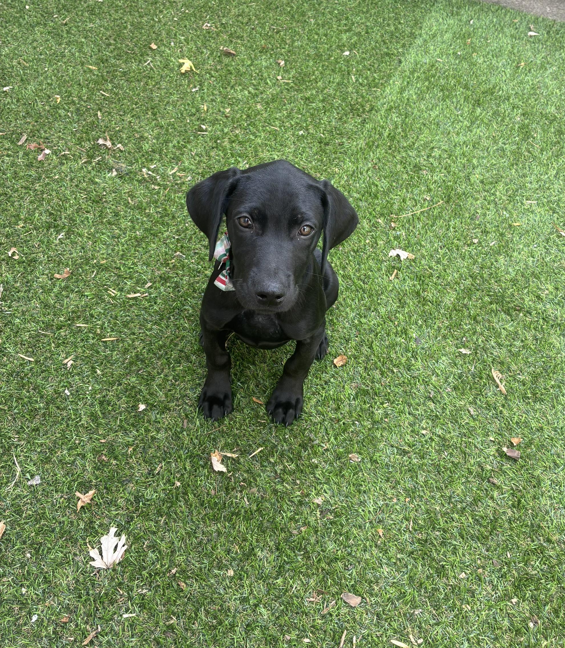 Enlarge Eleni, a ADOPTABLE mixed breed in Minneapolis, MN image 2/5