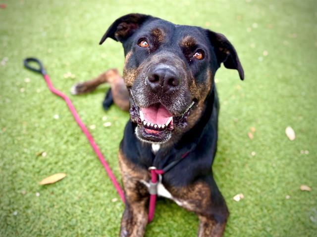 Enlarge MAZZEO, a Adoptable mixed breed in Orlando, FL image 1/1