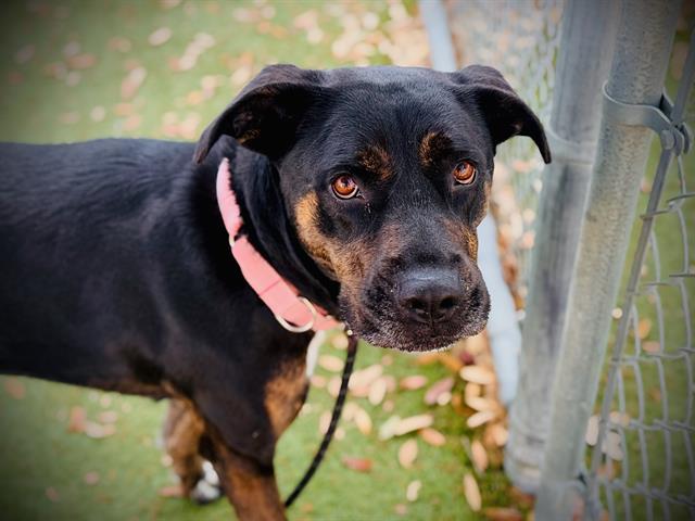 Enlarge MAZZEO, a Adoptable mixed breed in Orlando, FL image 1/1