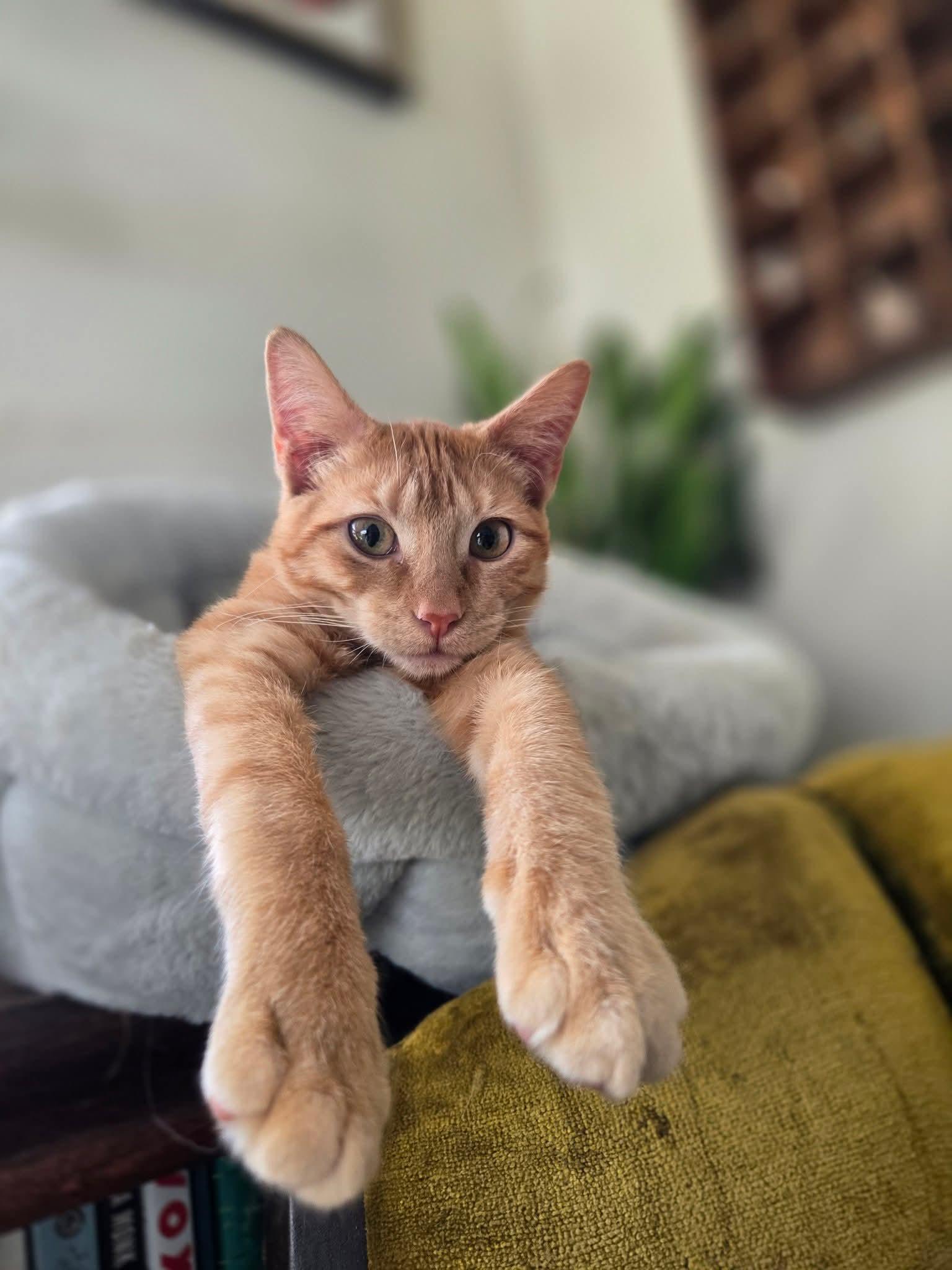 Enlarge Figaro, an adopted Domestic Short Hair in East Peoria, IL image 3/4