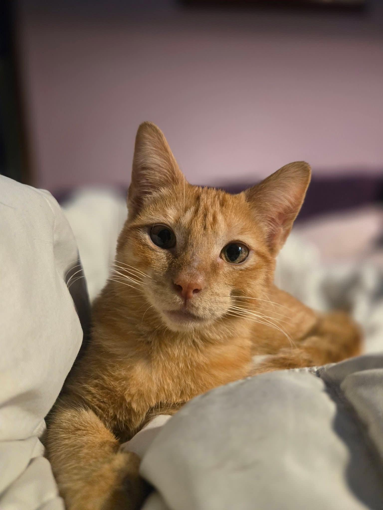 Enlarge Figaro, an adopted Domestic Short Hair in East Peoria, IL image 4/4