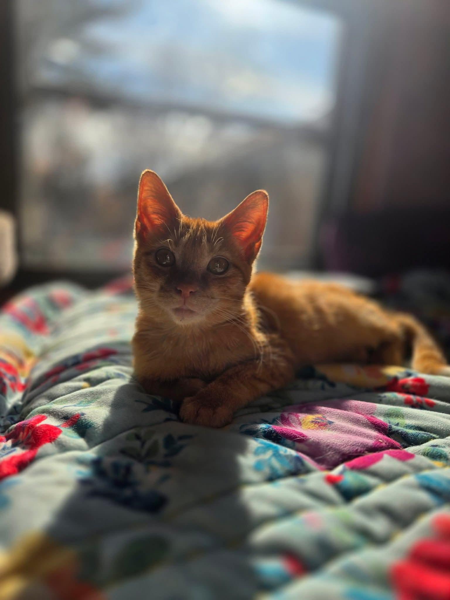 Enlarge Figaro, an adopted Domestic Short Hair in East Peoria, IL image 2/4