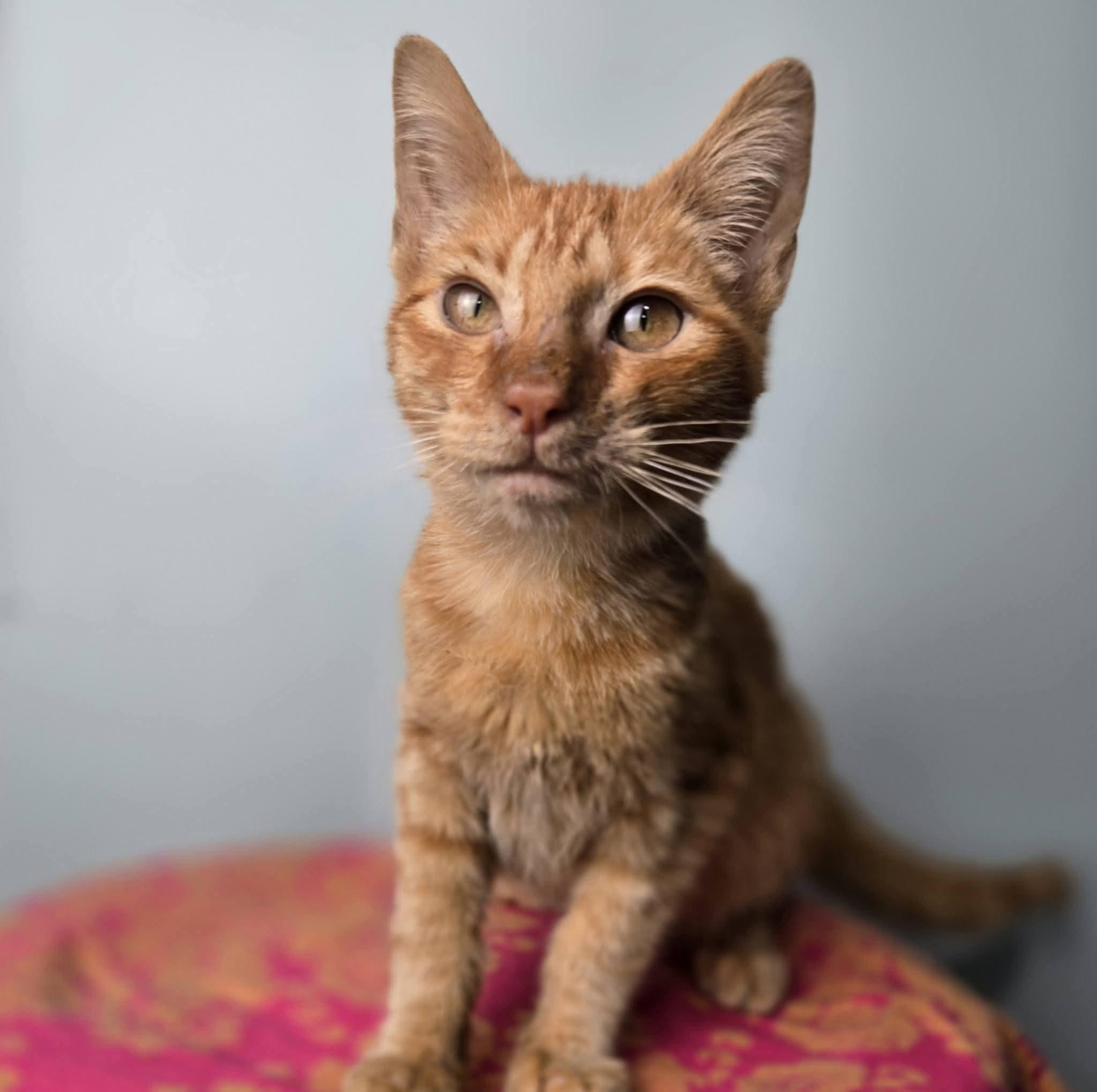 Enlarge Figaro, an adopted Domestic Short Hair in East Peoria, IL image 1/4