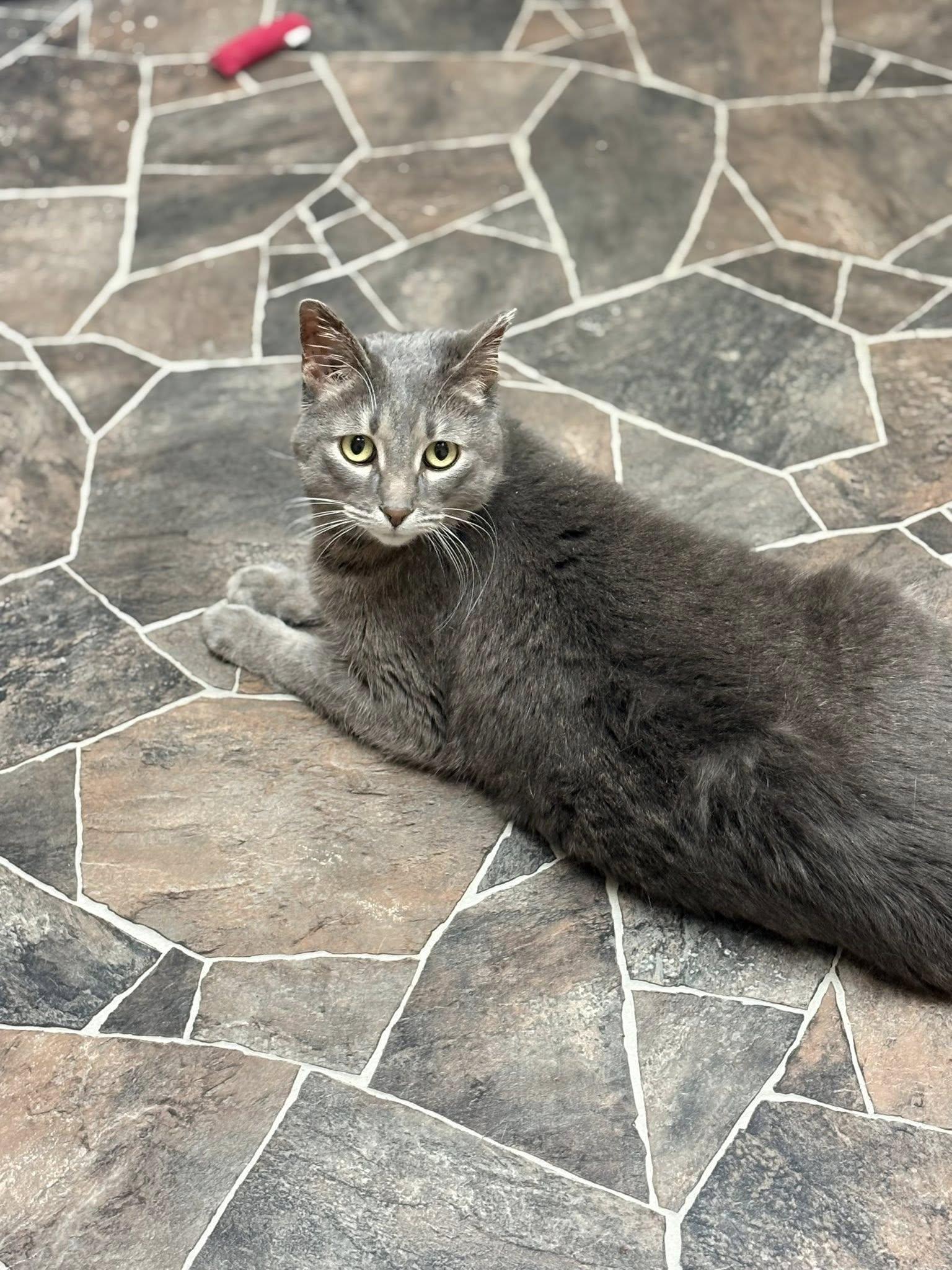 Enlarge Annie, a ADOPTABLE Domestic Short Hair in Sterling Heights, MI image 2/6