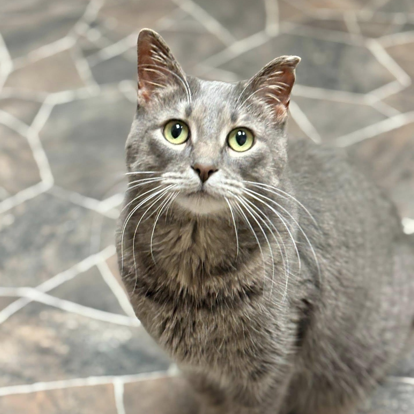 Enlarge Annie, a ADOPTABLE Domestic Short Hair in Sterling Heights, MI image 1/6