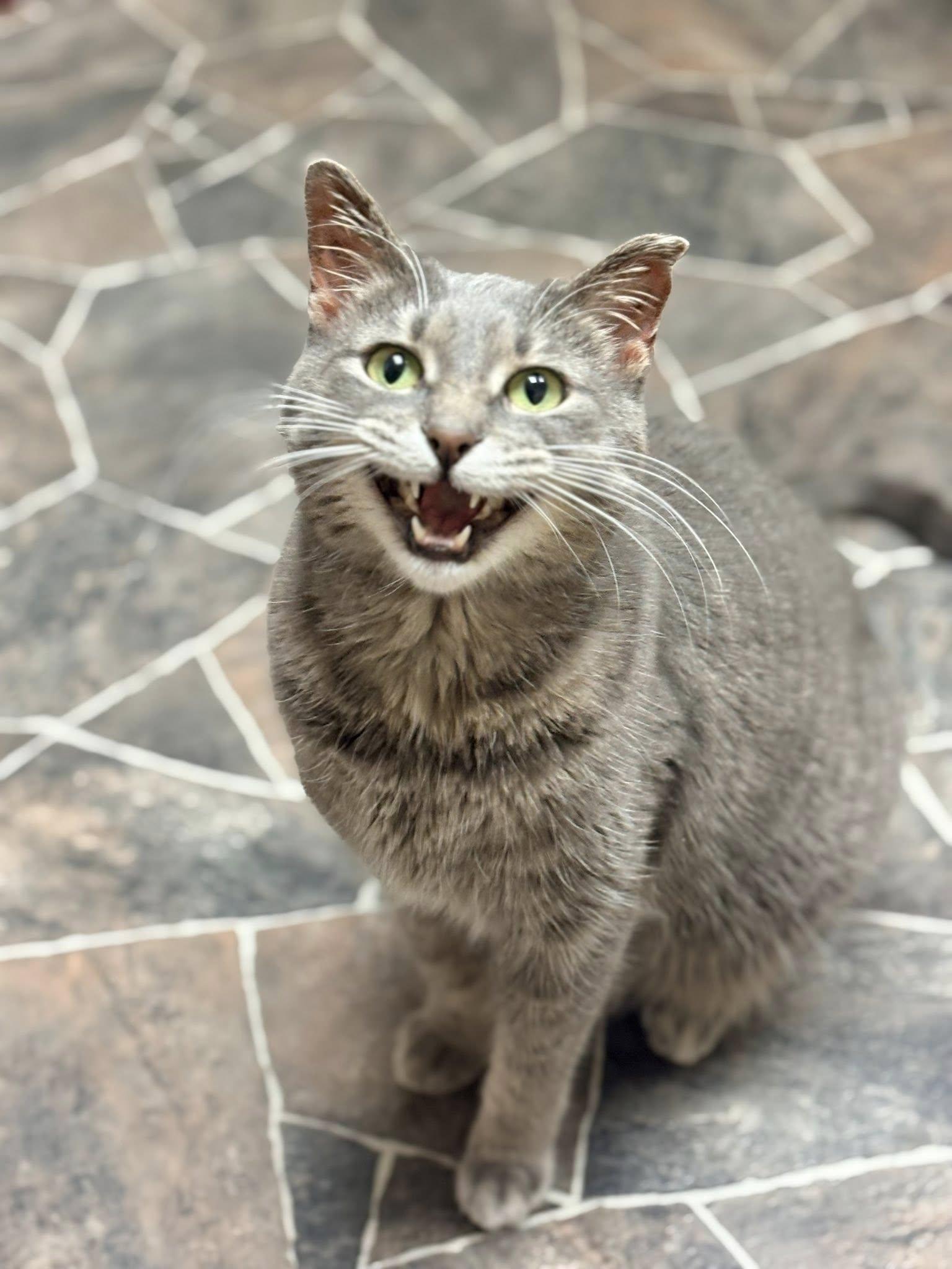 Enlarge Annie, a ADOPTABLE Domestic Short Hair in Sterling Heights, MI image 4/6