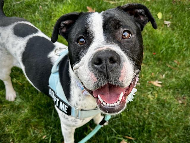 COW GIRL, Adoptable, Adult Female Pit Bull Terrier.