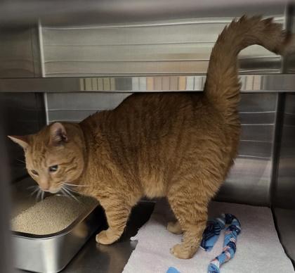 Enlarge Arrow, a ADOPTABLE American Shorthair in Dubuque, IA image 3/3