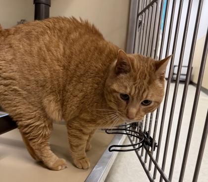 Enlarge Arrow, a ADOPTABLE American Shorthair in Dubuque, IA image 1/3