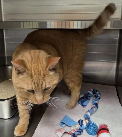 Enlarge Arrow, a ADOPTABLE American Shorthair in Dubuque, IA image 2/3