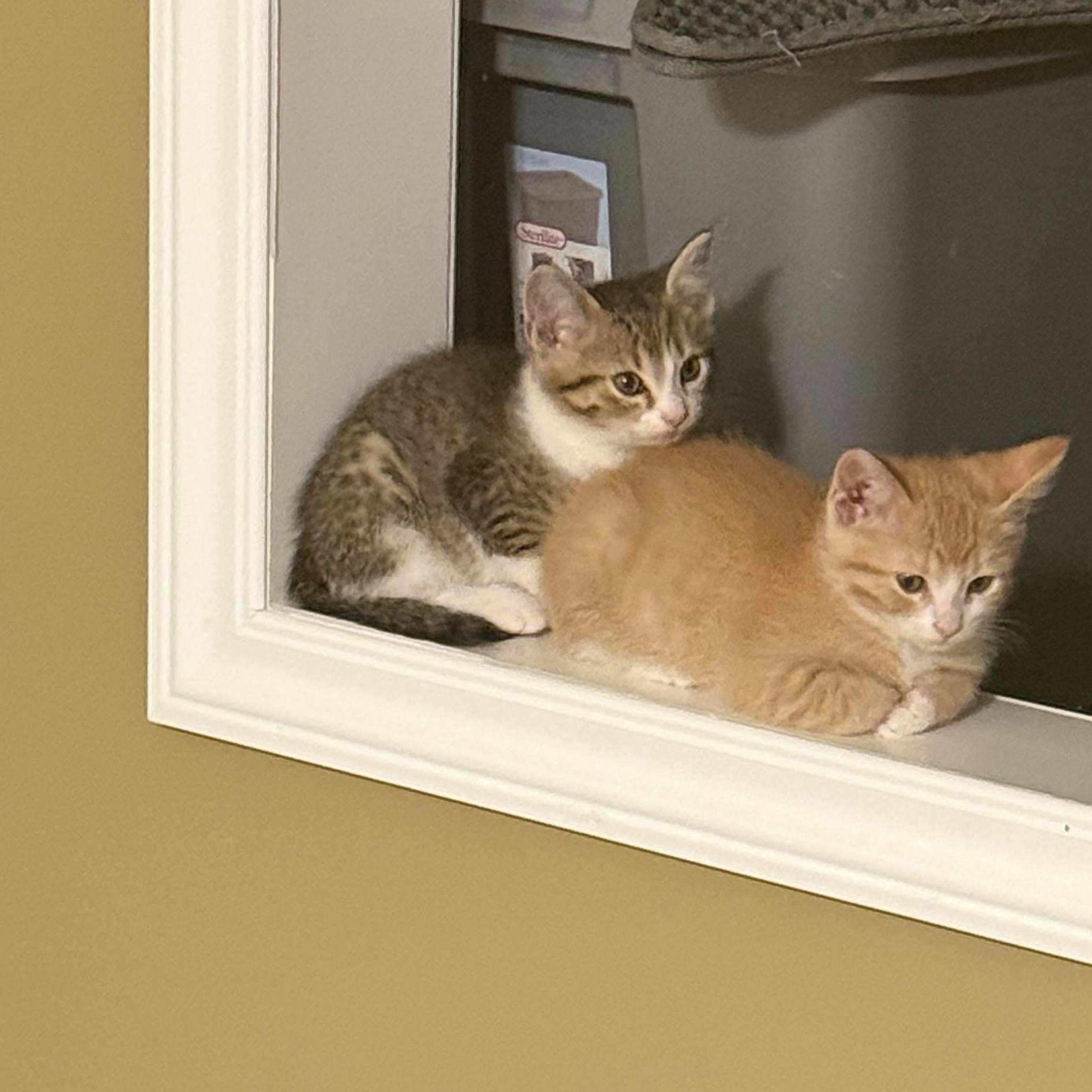 Jackson, Baby Male Domestic Short Hair