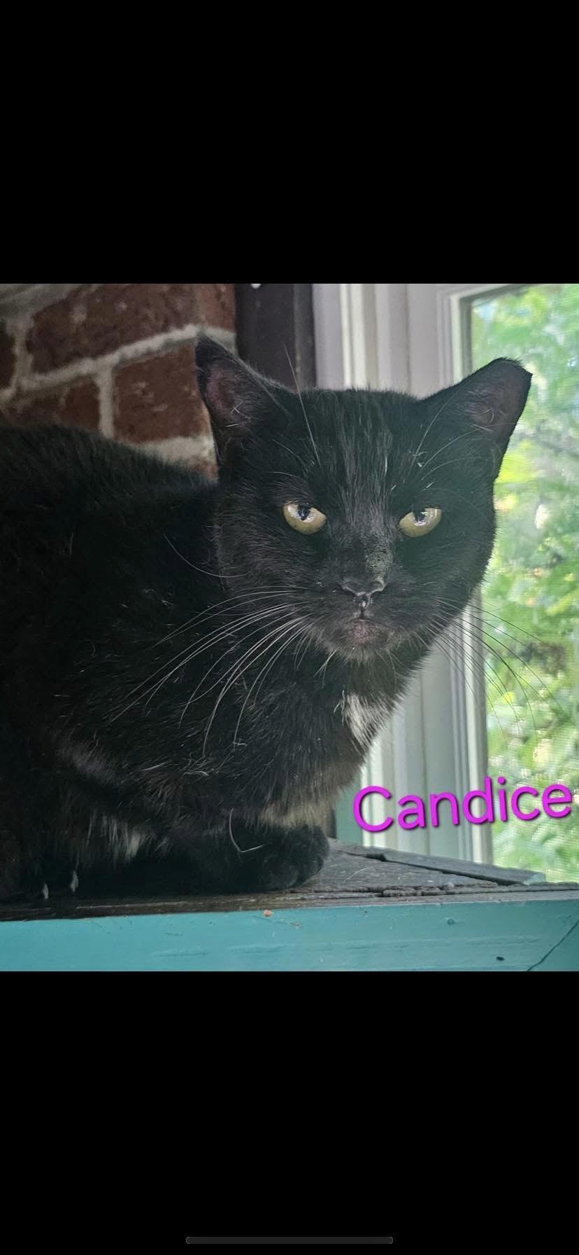 Candice, adopted, Adult Female Domestic Short Hair.