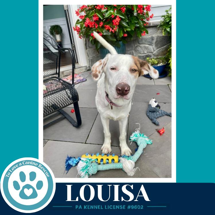 Enlarge Louisa 100326, a Adoptable mixed breed in Kimberton, PA image 1/5