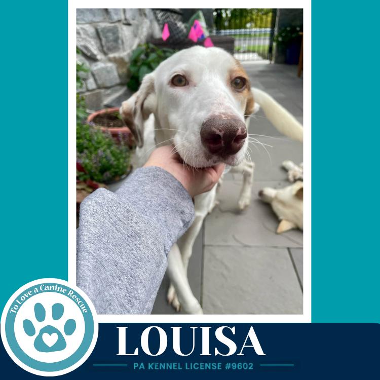 Enlarge Louisa 100326, a Adoptable mixed breed in Kimberton, PA image 2/5
