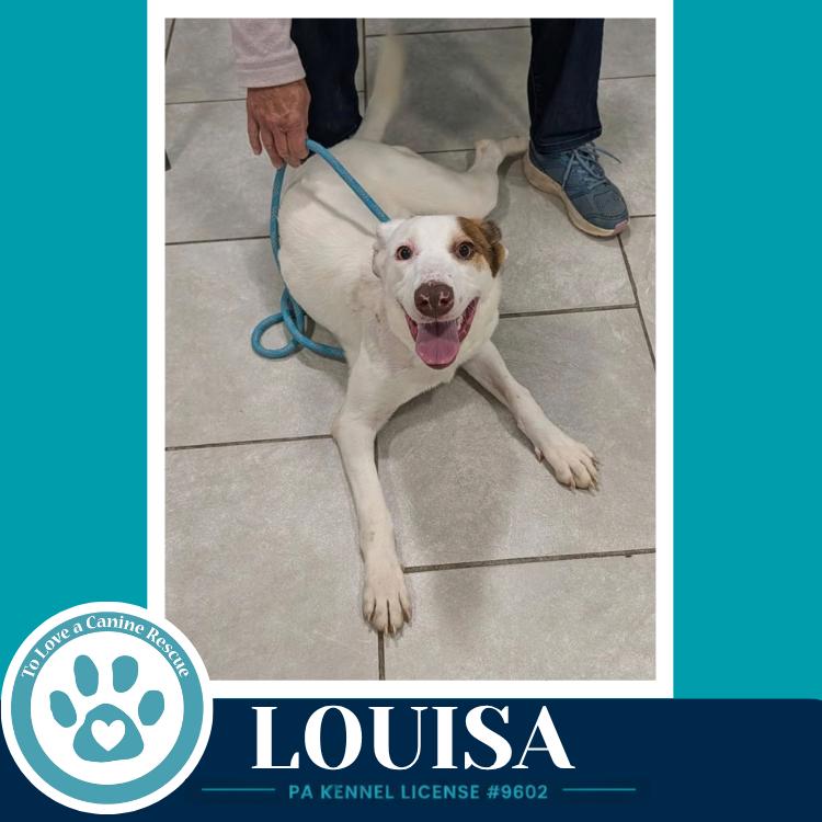 Enlarge Louisa 100326, a Adoptable mixed breed in Kimberton, PA image 3/5