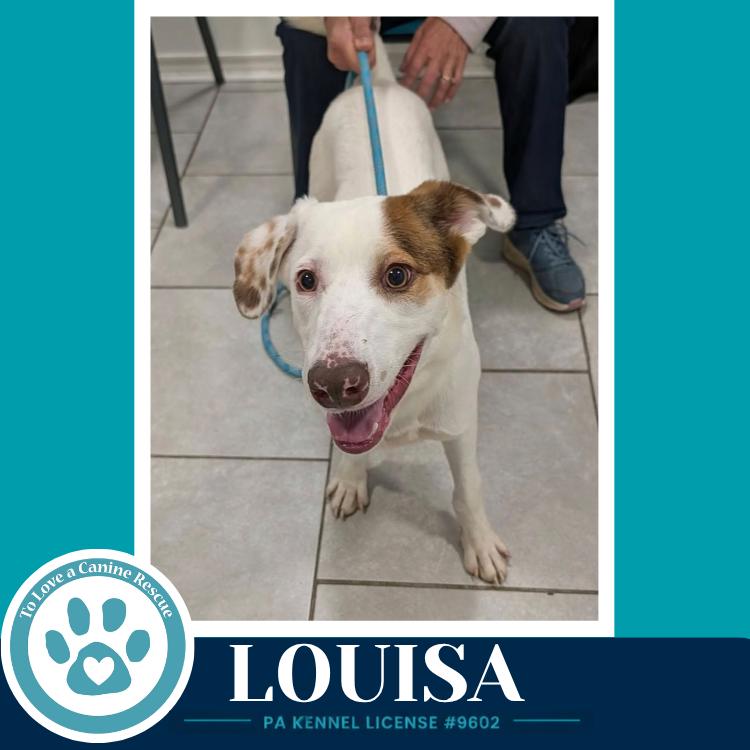 Enlarge Louisa 100326, a Adoptable mixed breed in Kimberton, PA image 4/5
