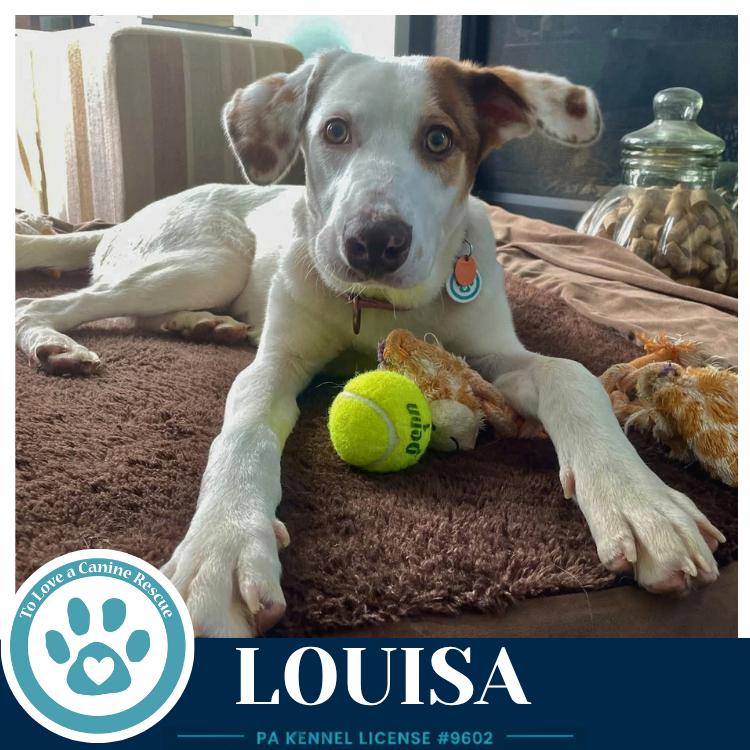 Enlarge Louisa 100326, a Adoptable mixed breed in Kimberton, PA image 5/5