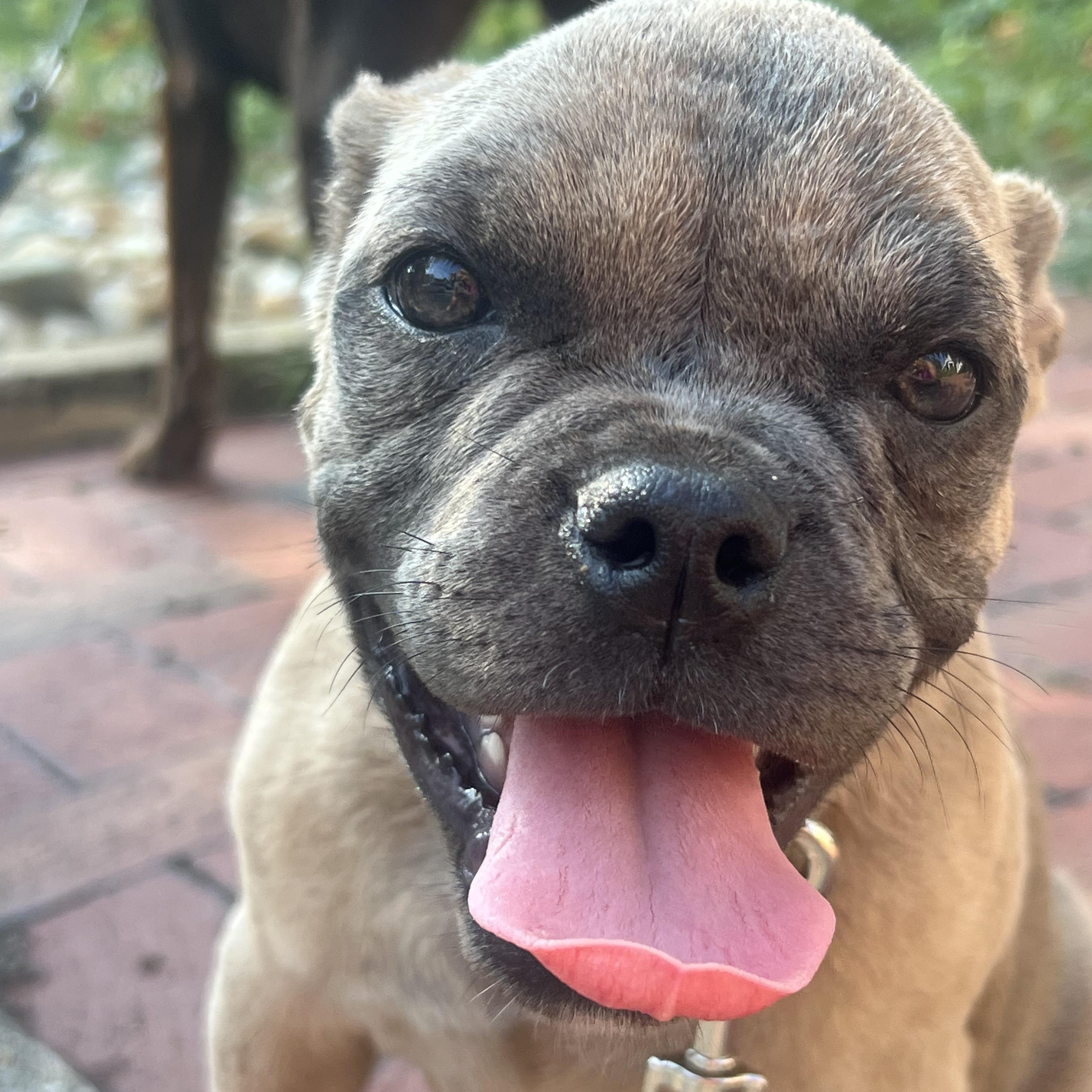 Indie, Baby Female French Bulldog