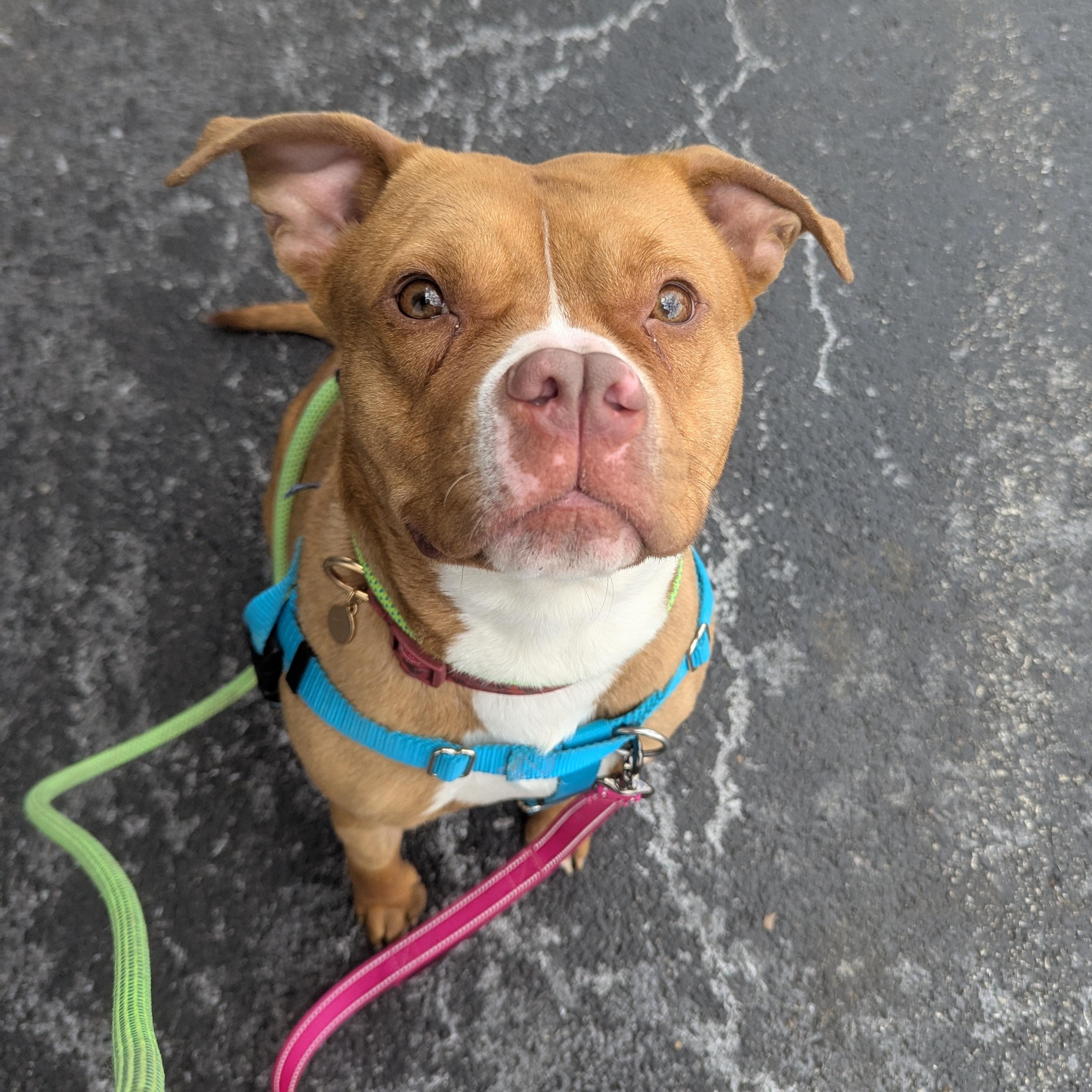 Ginger, ADOPTABLE, Young Female Pit Bull Terrier.
