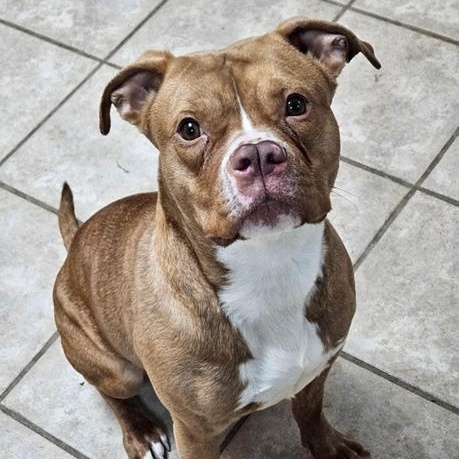 Enlarge Ginger, a ADOPTABLE Pit Bull Terrier in Westchester, IL image 3/5