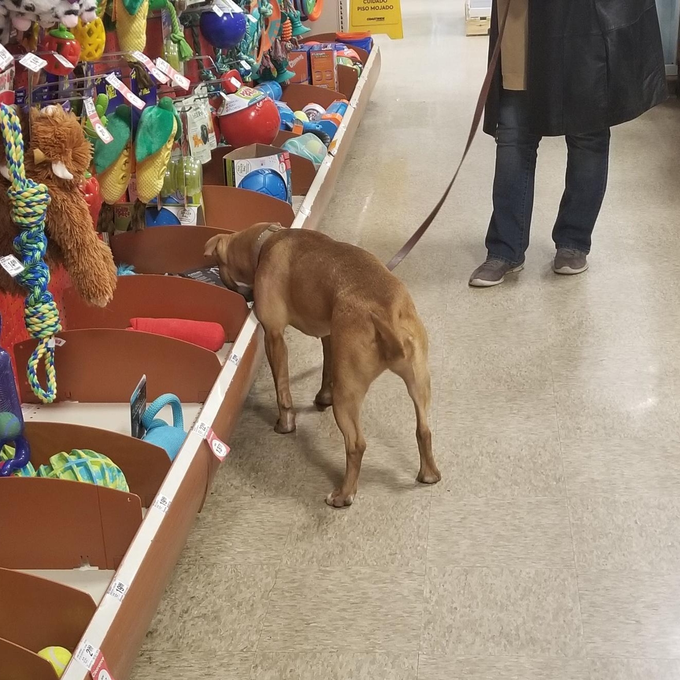 Enlarge Ginger, a ADOPTABLE Pit Bull Terrier in Westchester, IL image 4/5