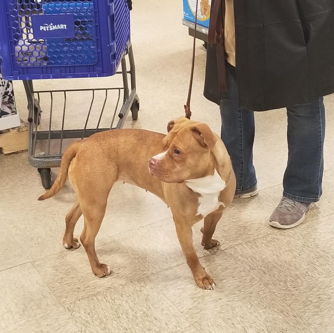 Enlarge Ginger, a ADOPTABLE Pit Bull Terrier in Westchester, IL image 5/5
