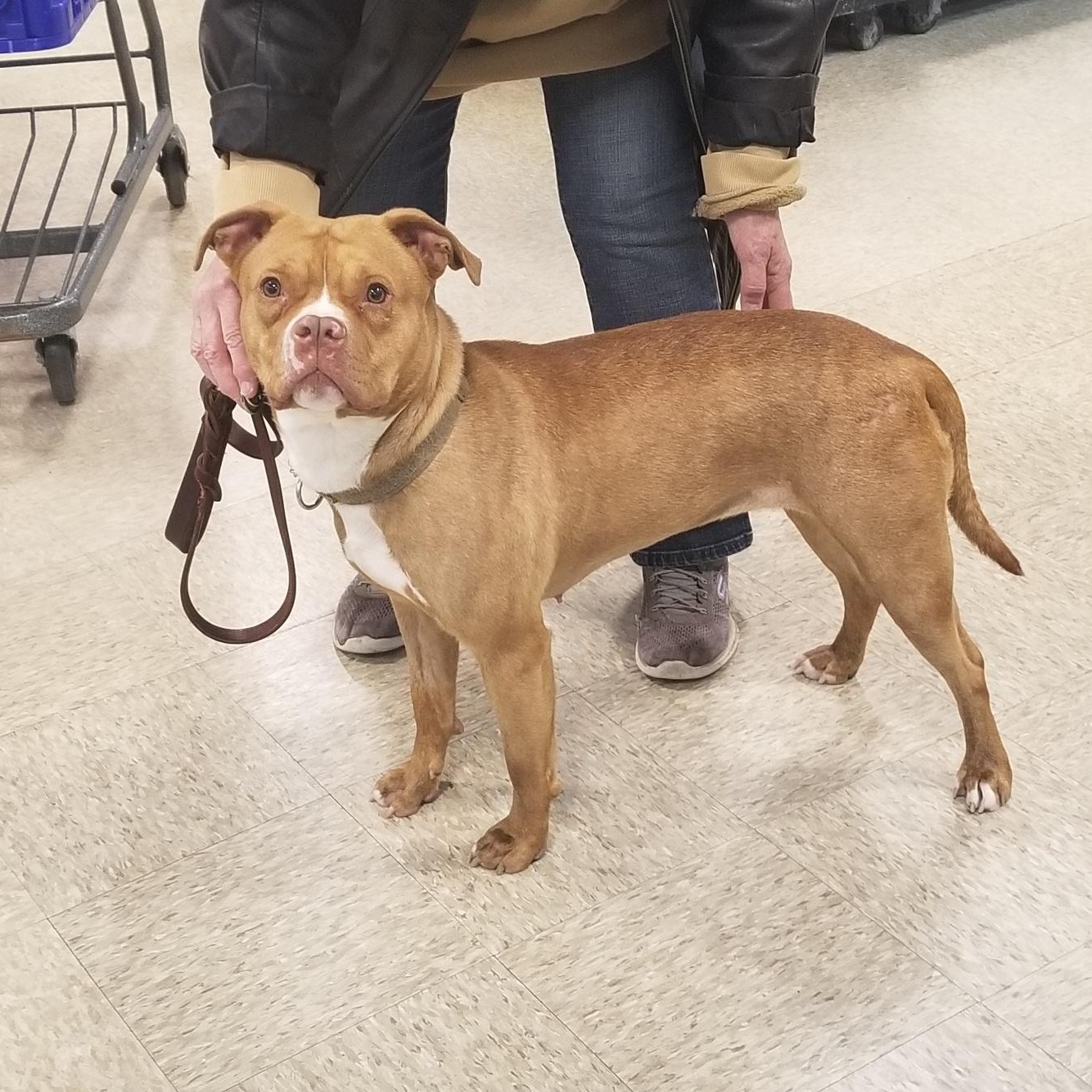 Enlarge Ginger, a ADOPTABLE Pit Bull Terrier in Westchester, IL image 2/5