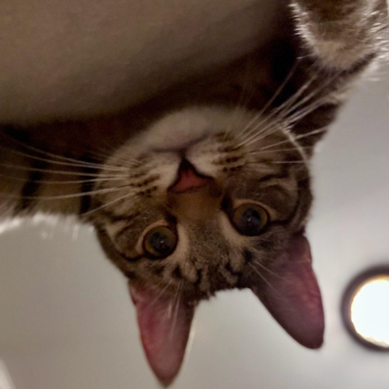 Enlarge Lark, a Adoptable Domestic Short Hair in Royal Oak, MI image 4/5