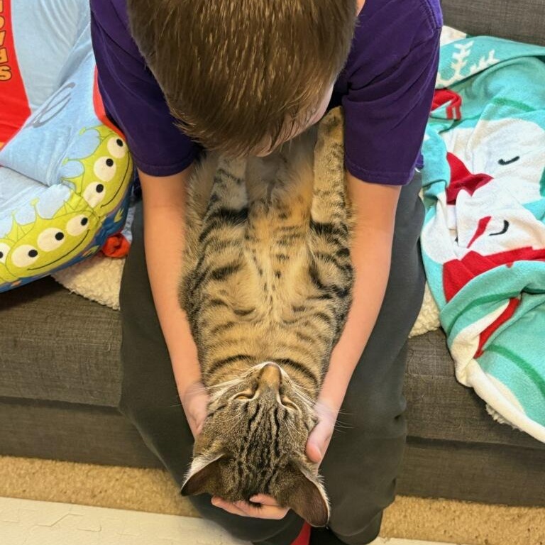 Enlarge Lark, a Adoptable Domestic Short Hair in Royal Oak, MI image 3/5