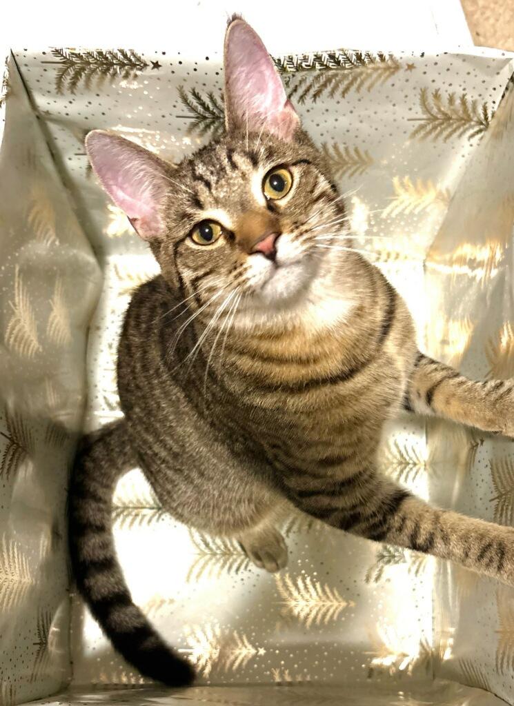 Enlarge Lark, a Adoptable Domestic Short Hair in Royal Oak, MI image 1/5