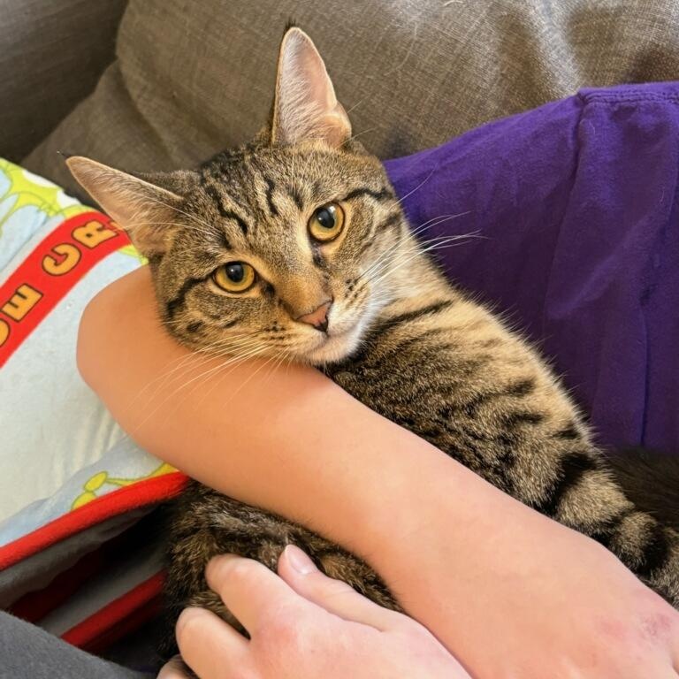 Enlarge Lark, a Adoptable Domestic Short Hair in Royal Oak, MI image 2/5