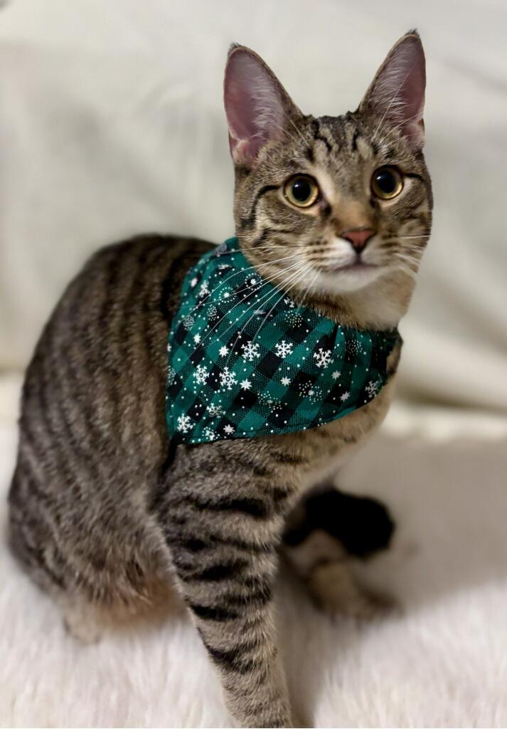 Enlarge Lark, a Adoptable Domestic Short Hair in Royal Oak, MI image 5/5