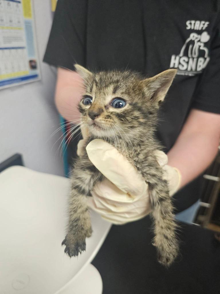 Porky (Snail), Adoptable, Kitten Male Domestic Short Hair.
