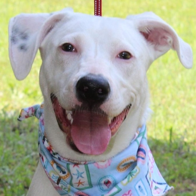 Enlarge Betty White, a Adoptable mixed breed in Richmond, VA image 2/6