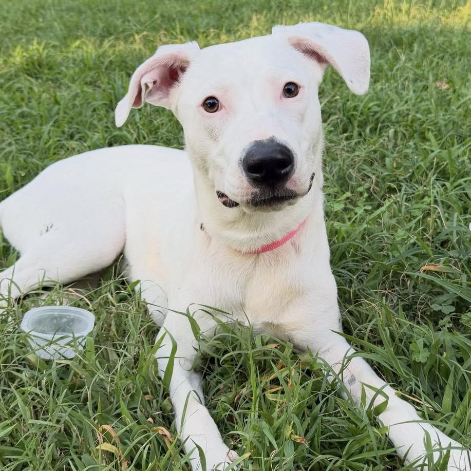 Betty White, Adoptable, Young Female Pit Bull Terrier.