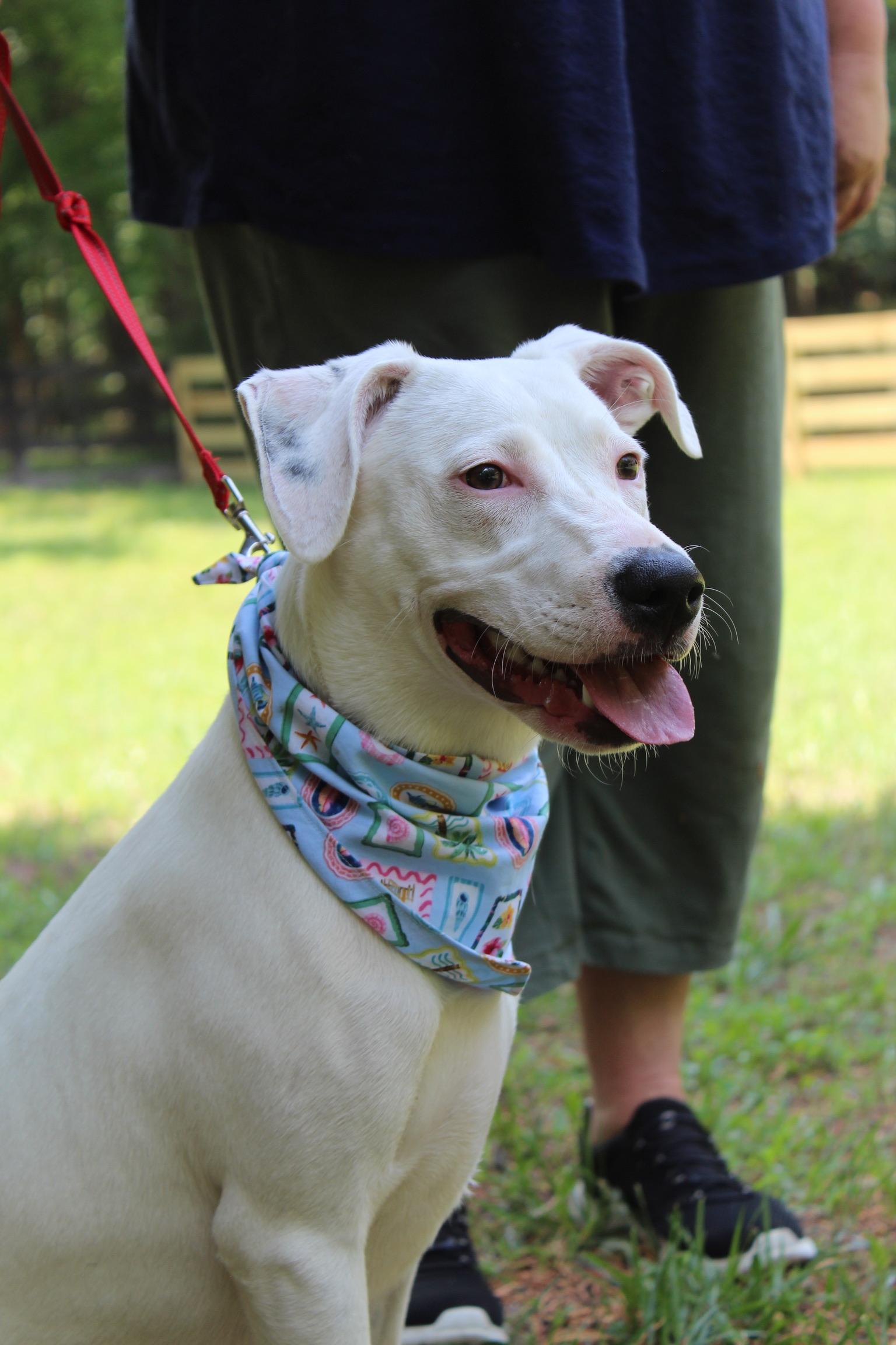 Enlarge Betty White, a Adoptable mixed breed in Richmond, VA image 6/6