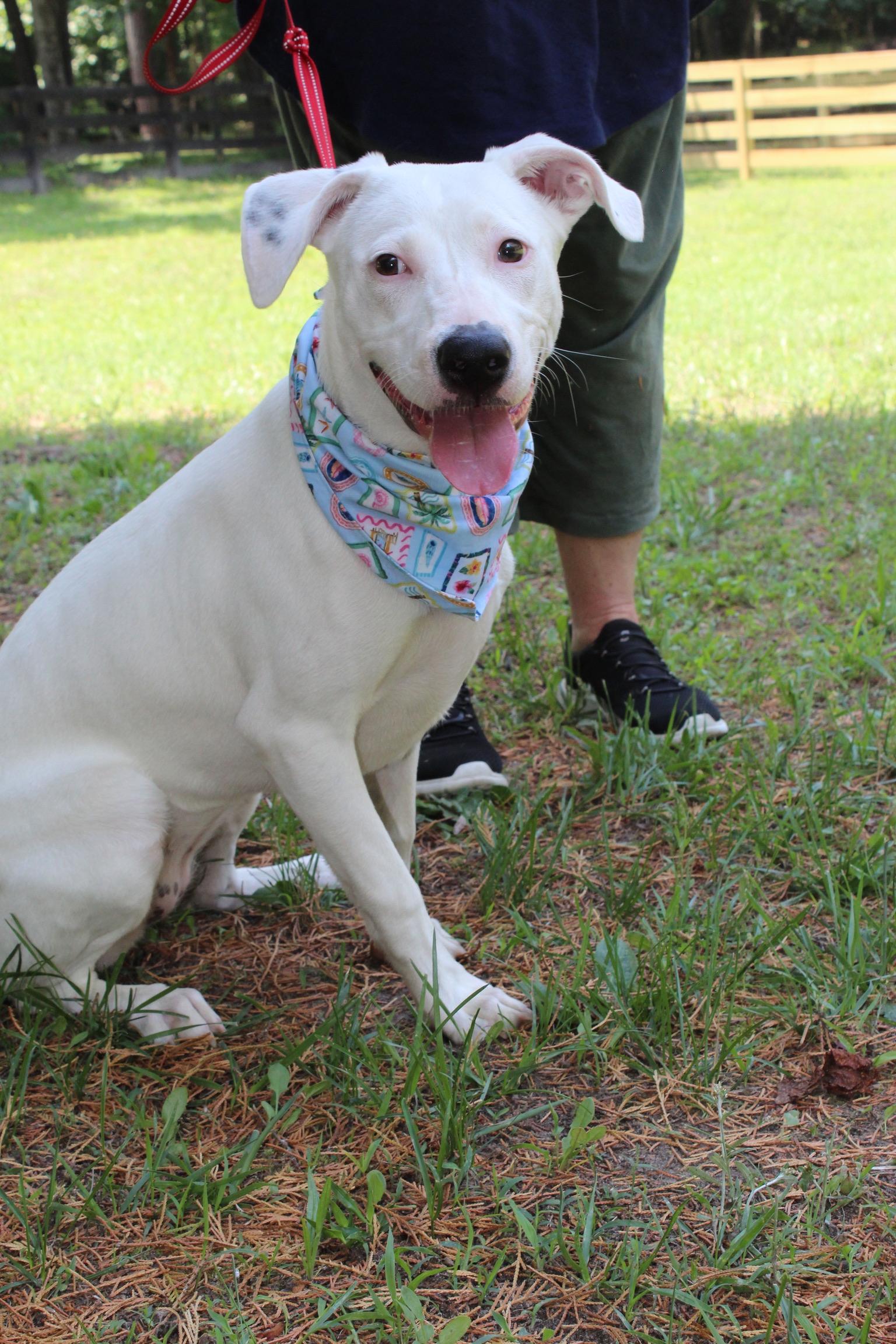 Enlarge Betty White, a Adoptable mixed breed in Richmond, VA image 4/6