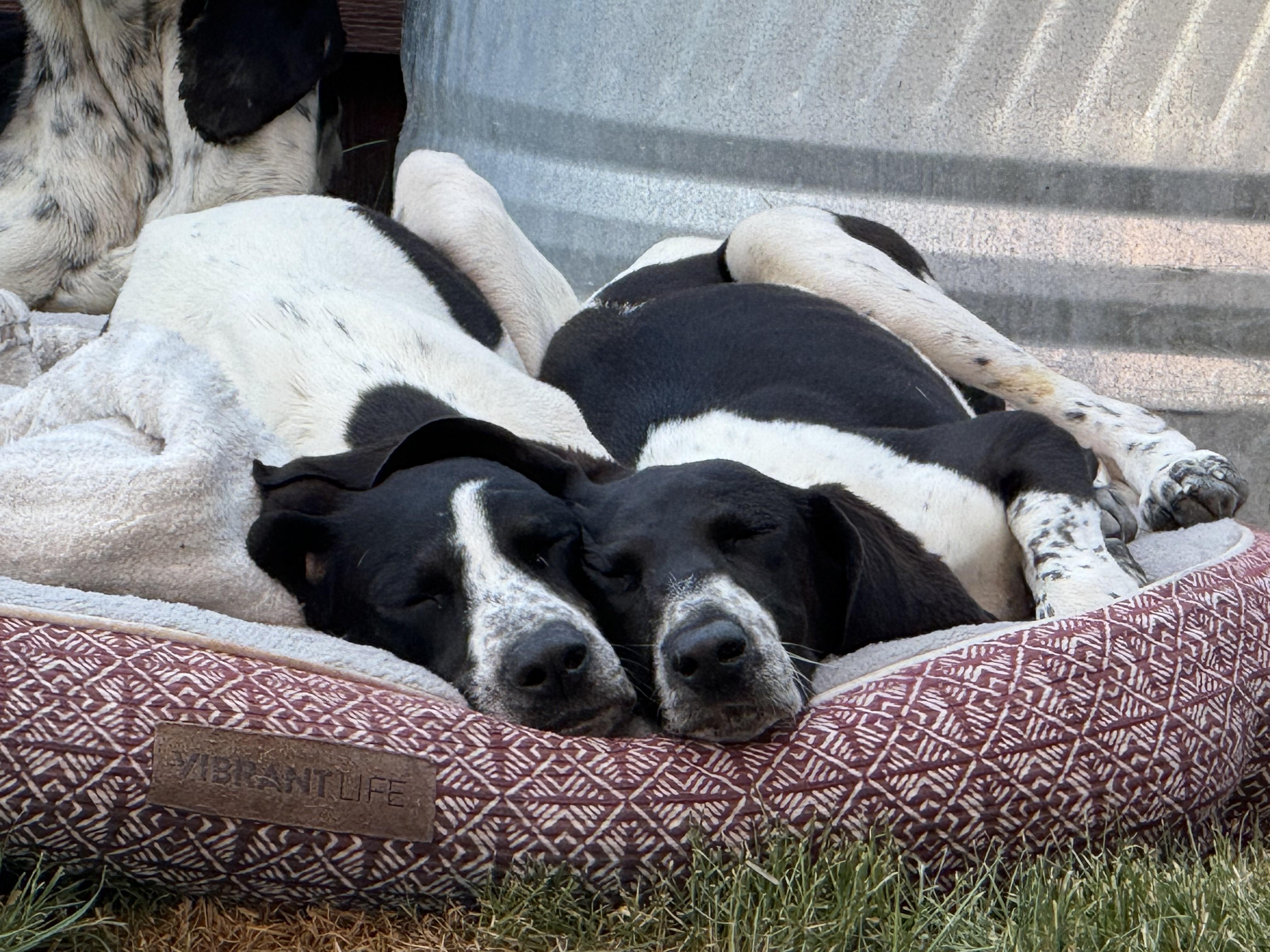 Maybelline, Adopted, Puppy Female Bluetick Coonhound.