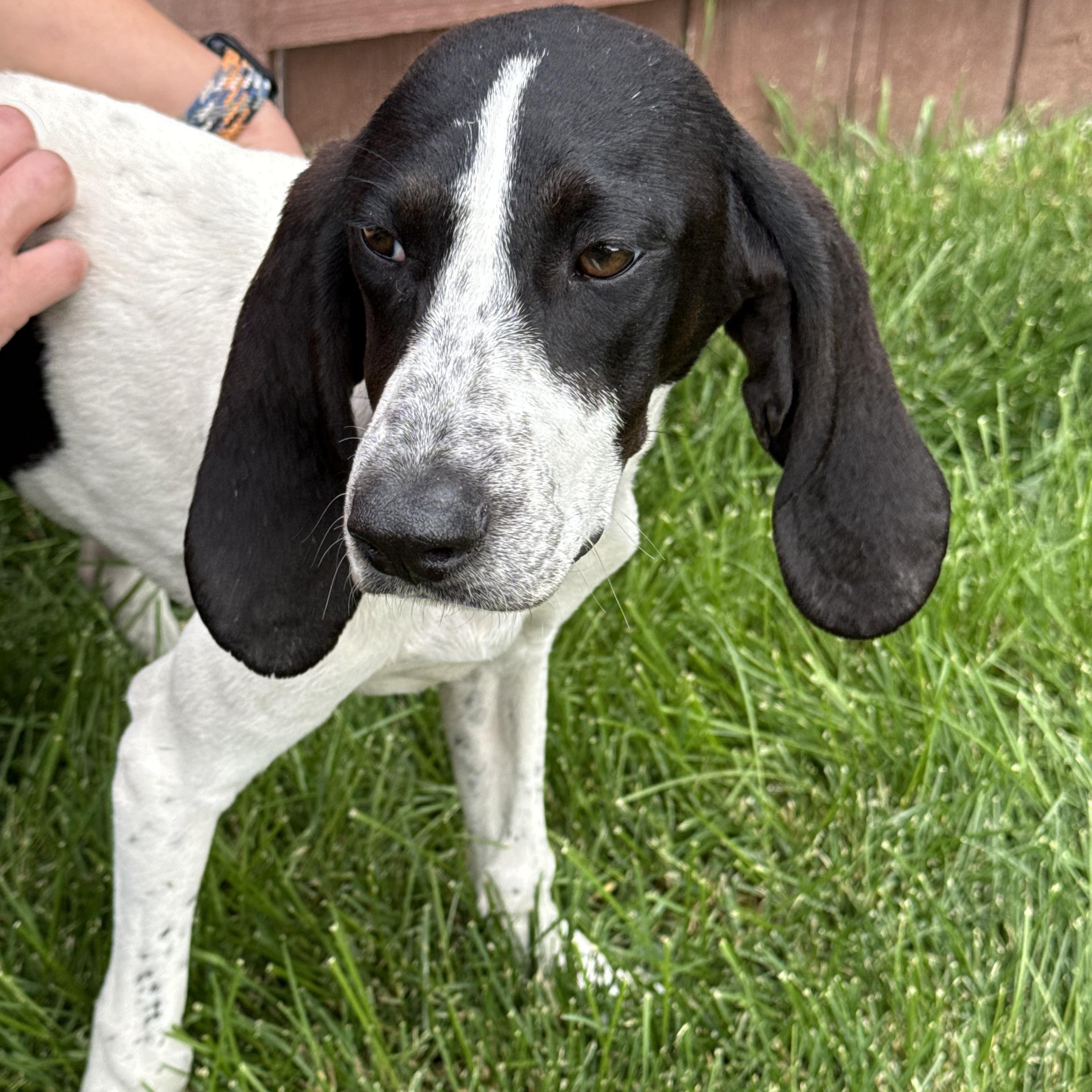 Maybelline, an adoptable Bluetick Coonhound in Kalispell, MT, 59901 | Photo Image 3