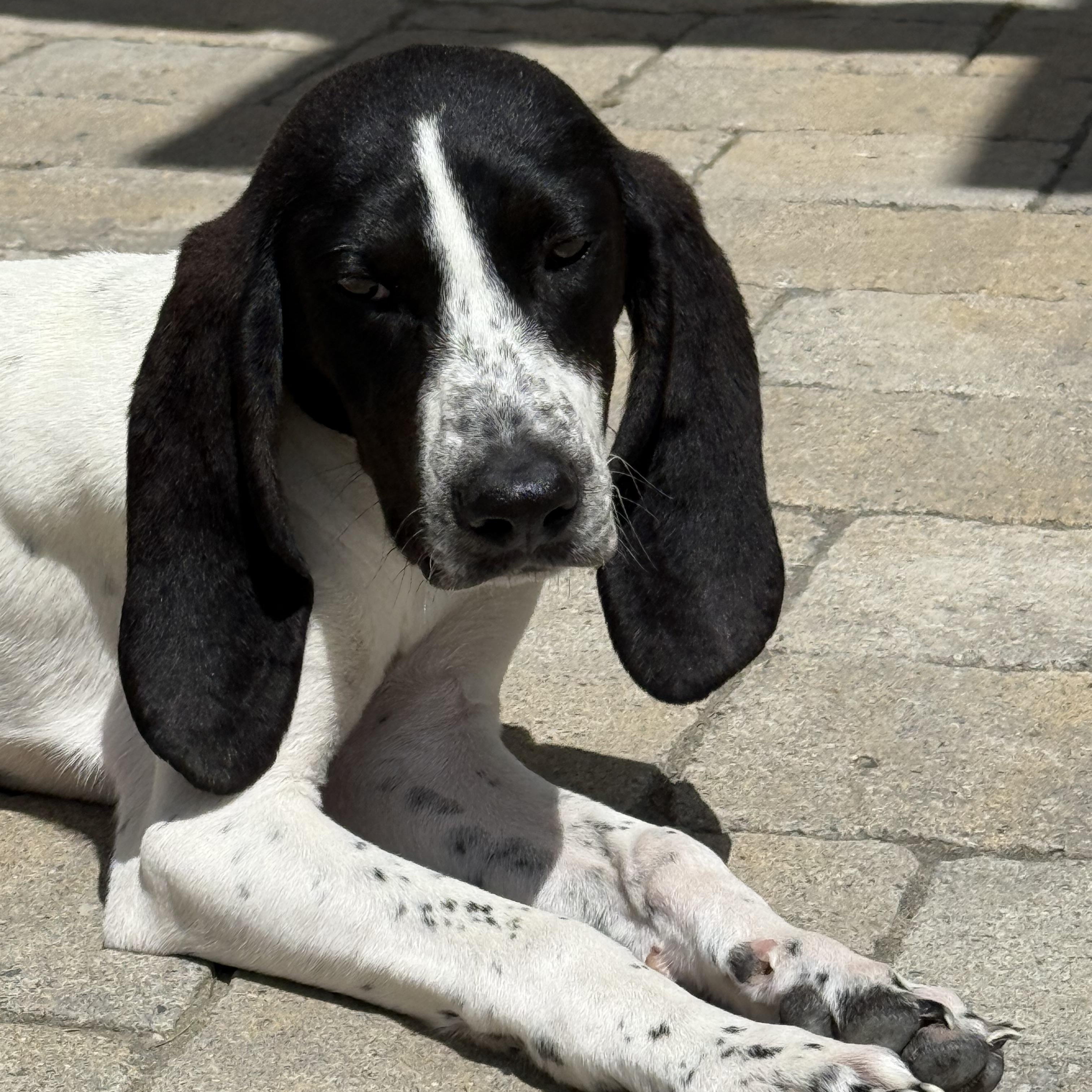 Maybelline, a Adopted Bluetick Coonhound in Kalispell, MT image 4/6