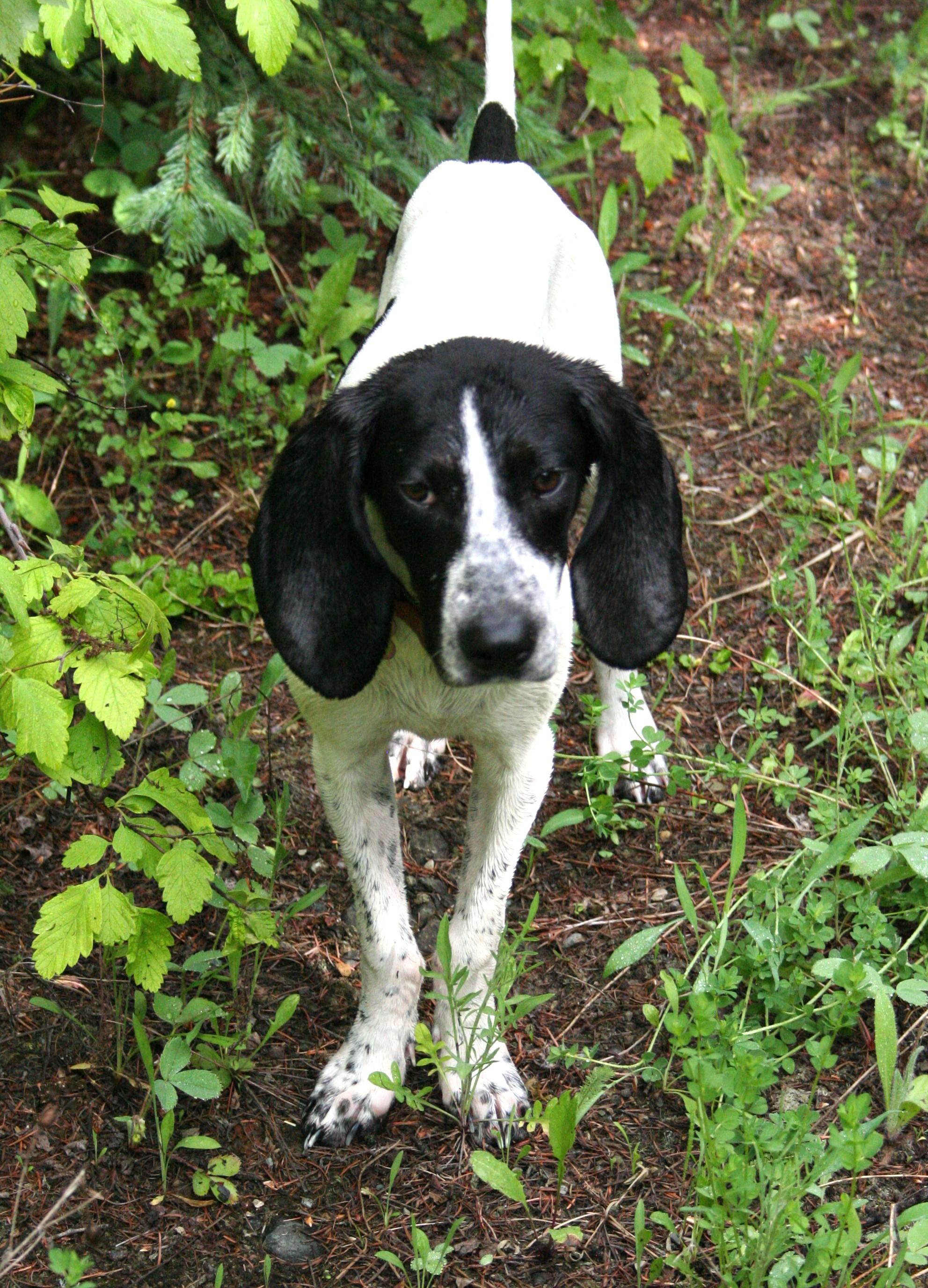 Maybelline, an adoptable Bluetick Coonhound in Kalispell, MT, 59901 | Photo Image 1