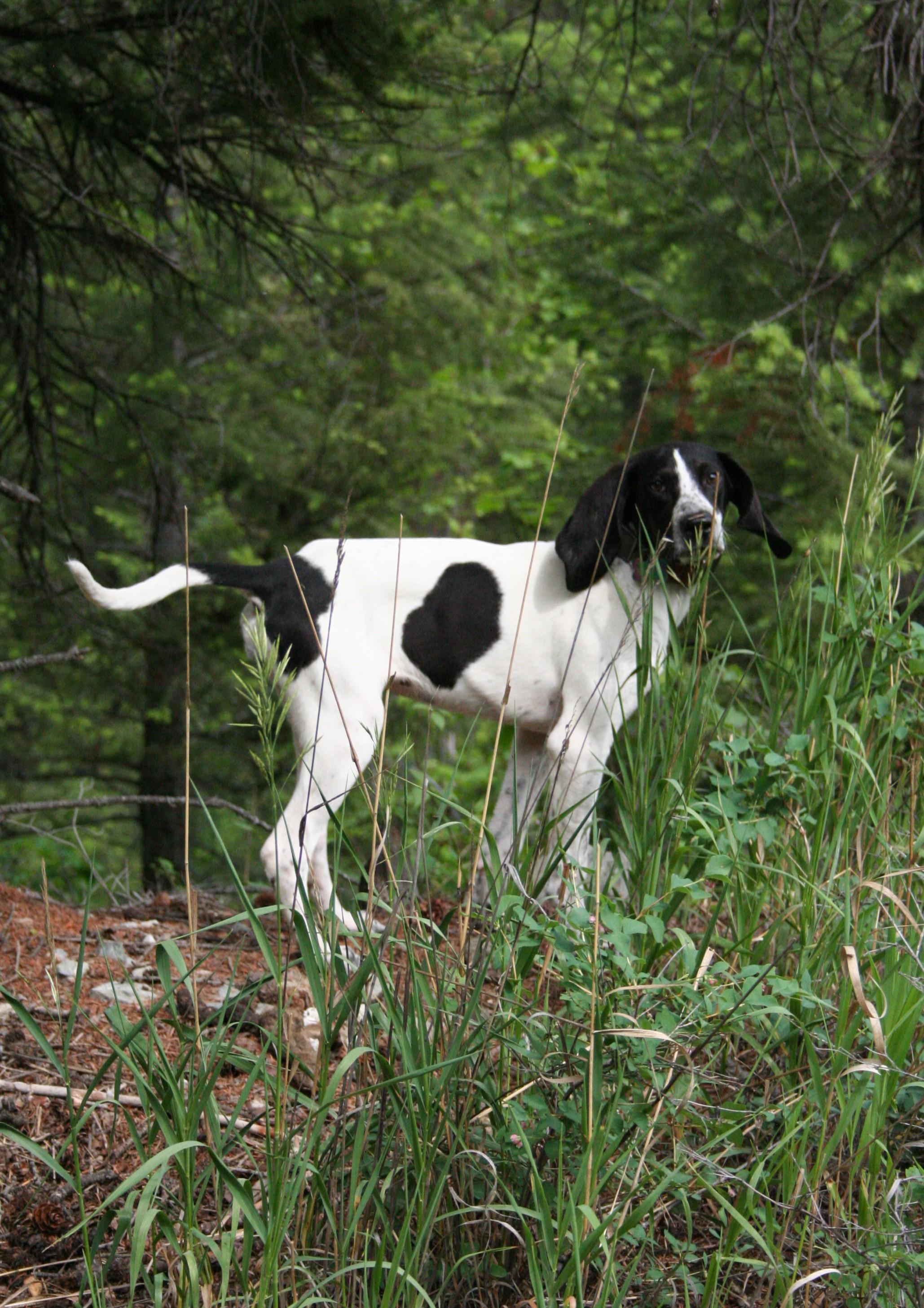 Maybelline, an adoptable Bluetick Coonhound in Kalispell, MT, 59901 | Photo Image 6