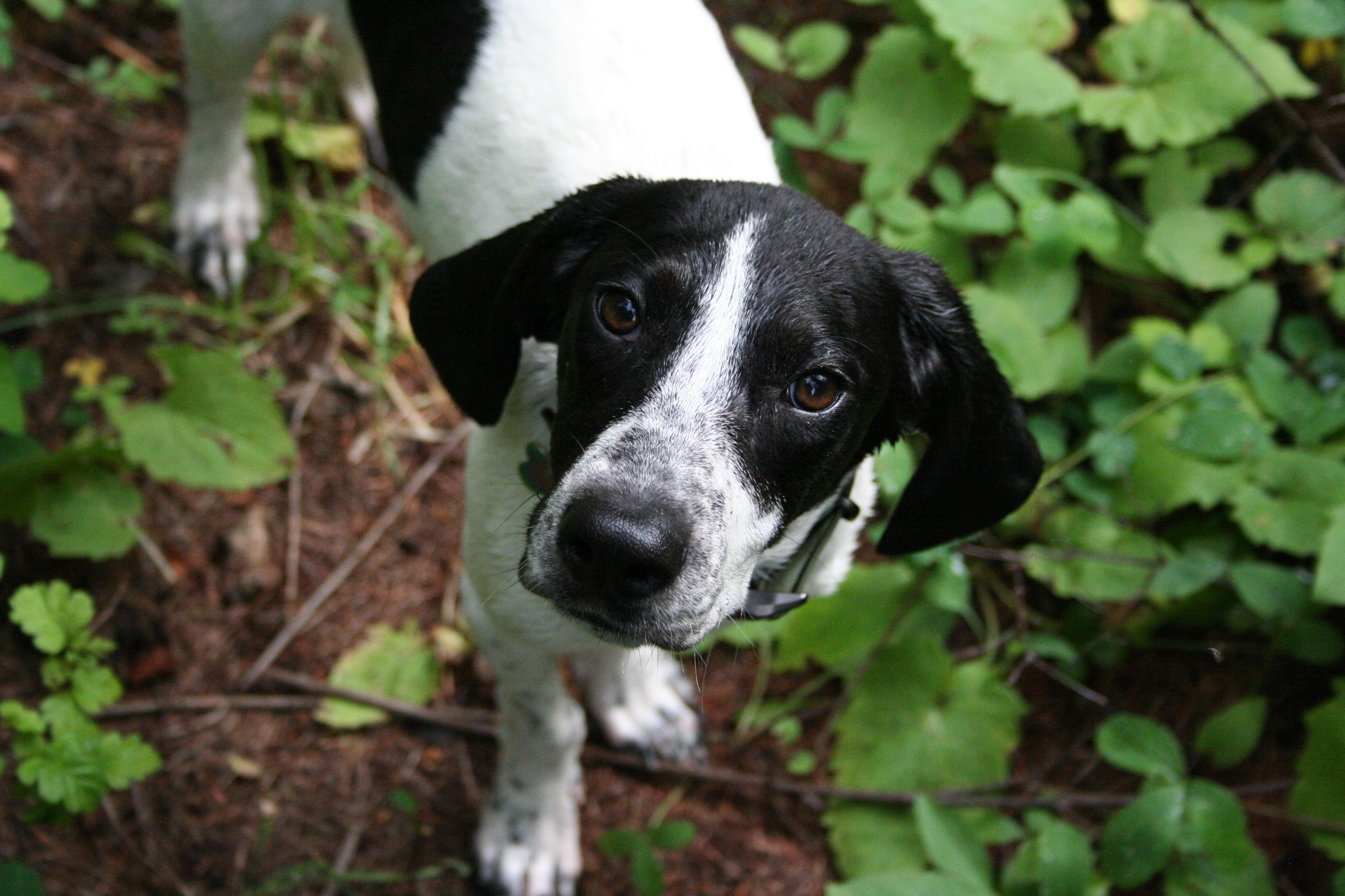 Maybelline, an adoptable Bluetick Coonhound in Kalispell, MT, 59901 | Photo Image 5