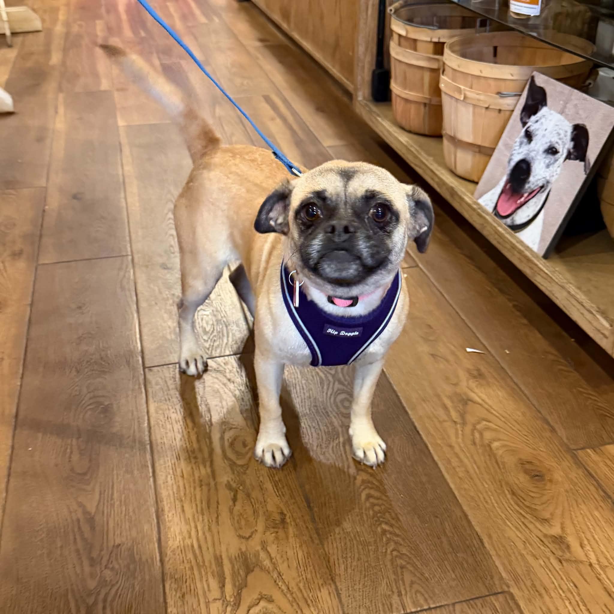 Enlarge Sprinkles, a Adoptable mixed breed in Boulder, CO image 5/6