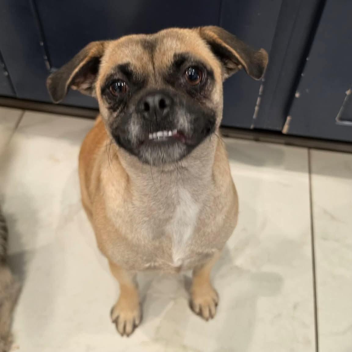 Enlarge Sprinkles, a Adoptable mixed breed in Boulder, CO image 6/6