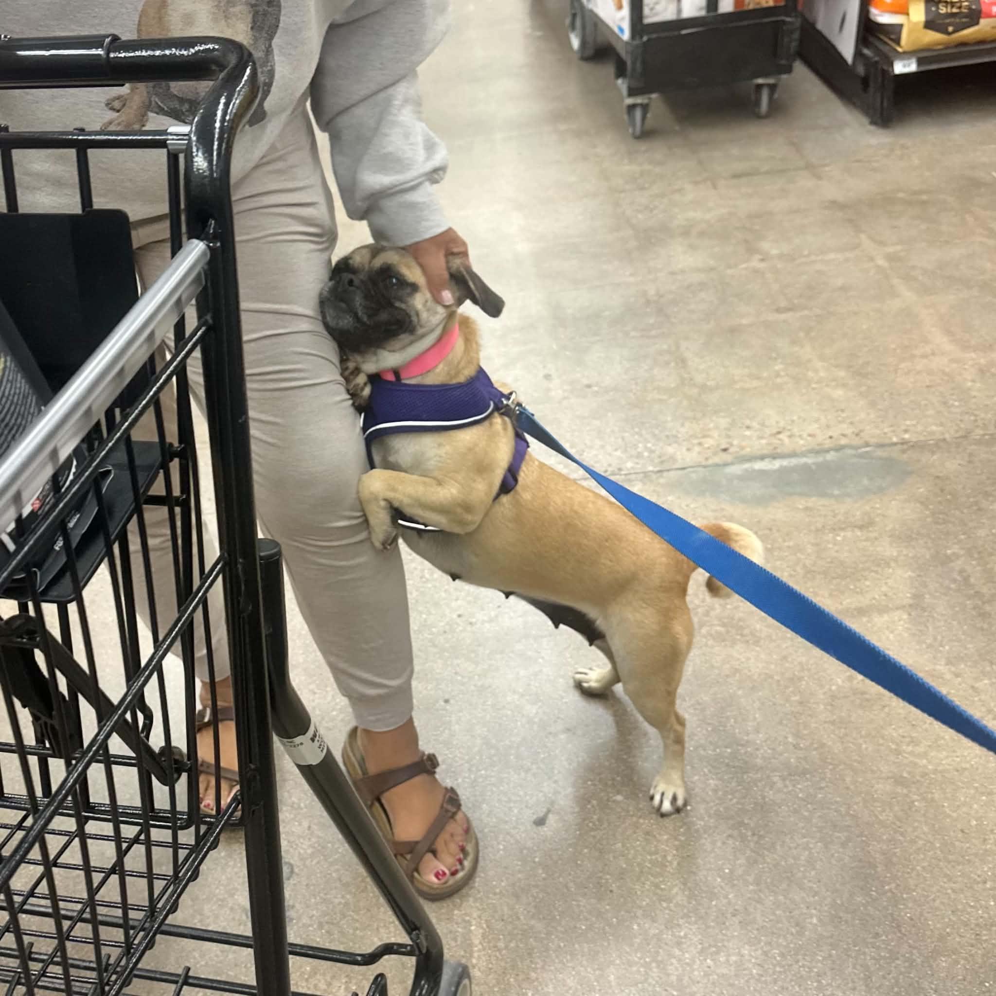 Enlarge Sprinkles, a Adoptable mixed breed in Boulder, CO image 2/6