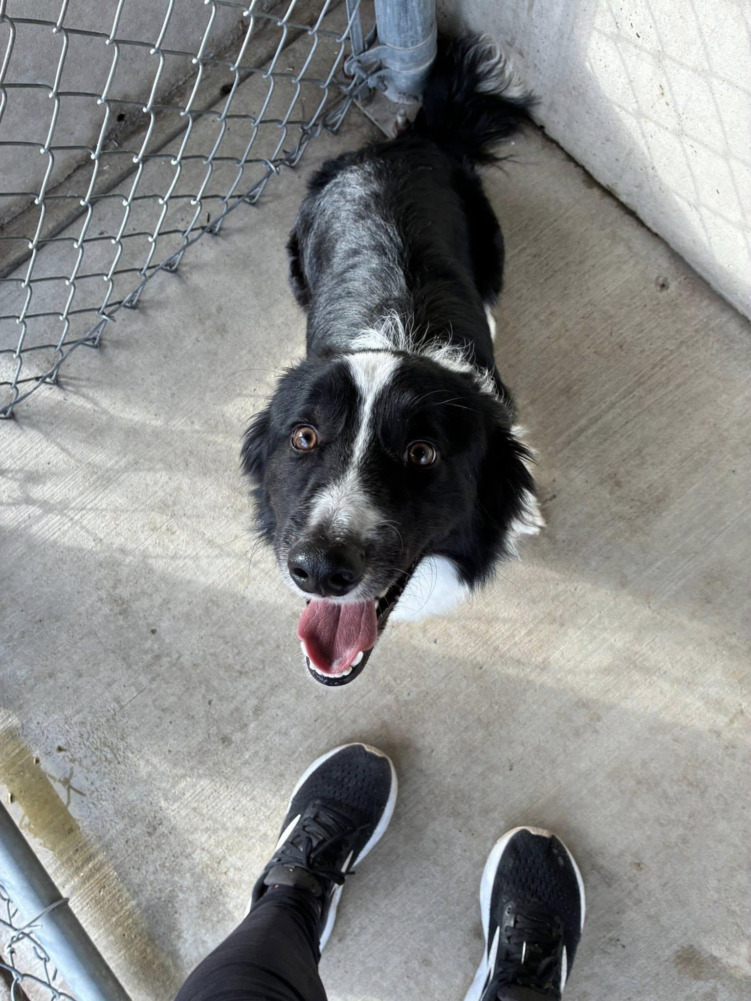 Enlarge Moped, an adoptable mixed breed in Clinton, IL image 1/4