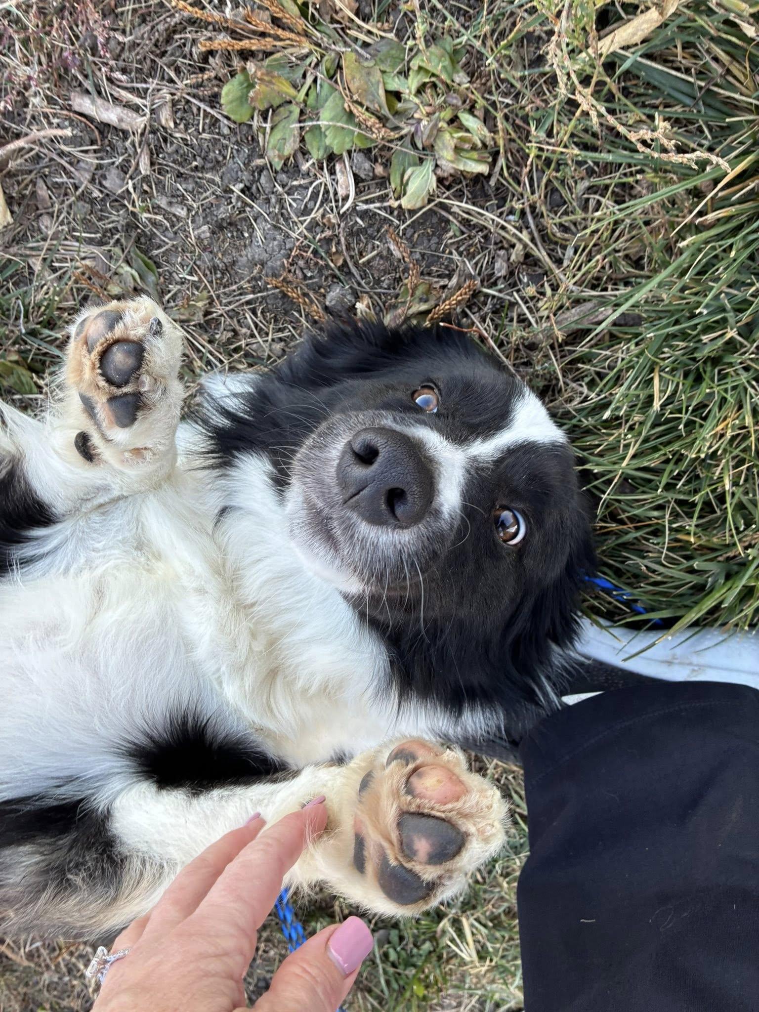 Enlarge Moped, an adoptable mixed breed in Clinton, IL image 4/4